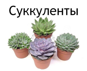 Суккулент