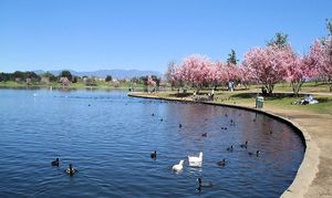 увидеть, как цветет сакура в Lake Balboa Park