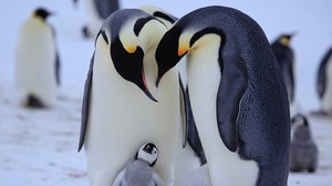 увидеть пингвинов в их естественной среде обитания
