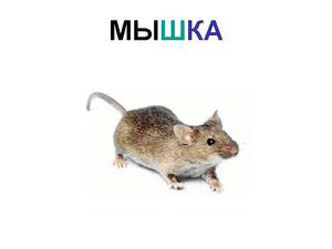 Мышка живая