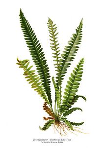 fern