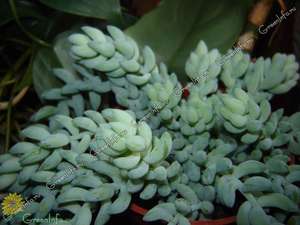 Седум Моргана Sedum morganianum