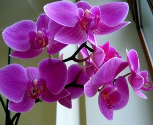 орхидея в горшке розовая