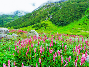 Happy Wedding Dancers, The Valley of Flower, Uttrakhand