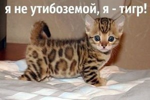 Нового котейку