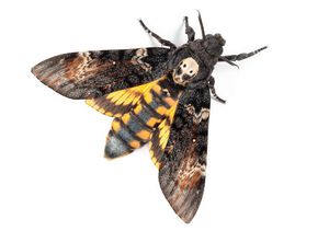 Acherontia atropos