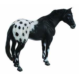 Black Appaloosa Gelding