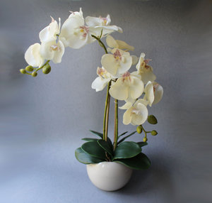 Орхидея Фаленопсис (Phalaenopsis)