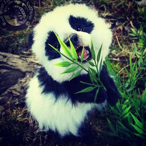 Увидеть живую панду