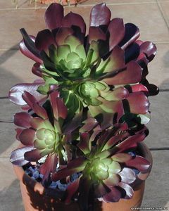 Эониум / Aeonium
