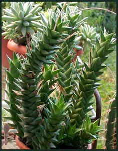 Астролоба (Astroloba)