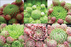 Бородник (Jovibarba) / Йовибарда / Жовибарба