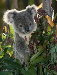 Потрогать нос коалы