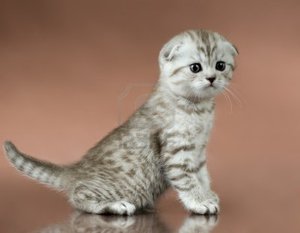 Scottish Fold Cat