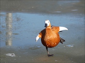 Научиться хорошо фотографировать