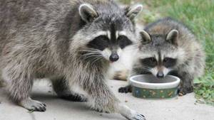 Часто бывать в контактных зоопарках