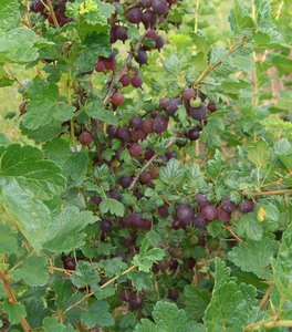 'Black Velvet' gooseberry