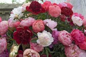 Peonies