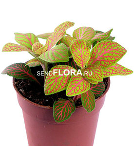 Фиттония (Fittonia Sceleton)