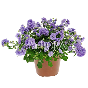 Кампанула (Campanula)