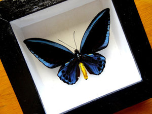 Real Ornithoptera Urvilleanus Male