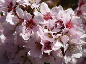 В Ботанический сад на цветение сакуры