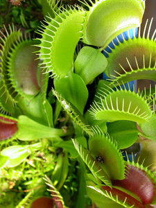 Дионея (венерина мухоловка) Dionaea muscipula