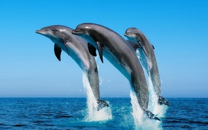 Сводить детей в дельфинарий