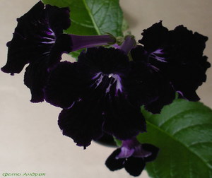 Streptocarpus Dark Desire