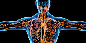 Очистить лимфотическую систему