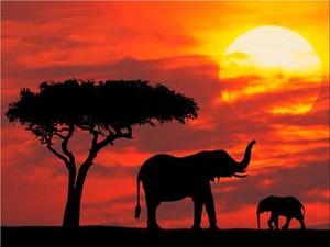 Afrique Voyage
