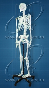 Скелет 170 см