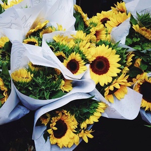 sunflowers