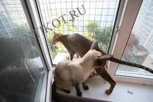 Выгул для кошек