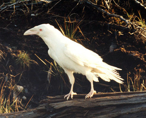 Фотосет с вороной-альбиносом