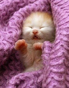 Котенок