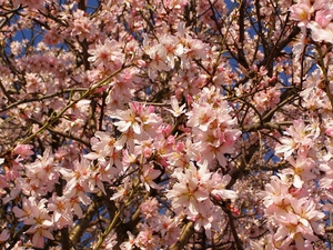 Arbre d'amande