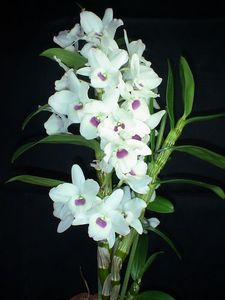 орхидея Дендробиум