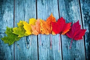 Время красивых листьев