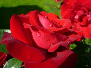 Цветочная вода Розы (органик), 50 мл - 2 шт.