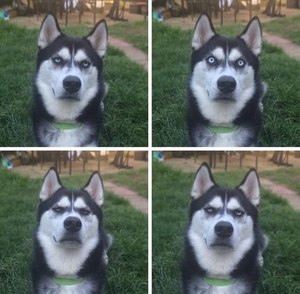 Погладить лайку