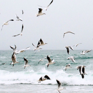 Наблюдать за чайками