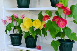 Абутилон. Семена.