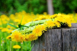 плести венки из одуванчиков