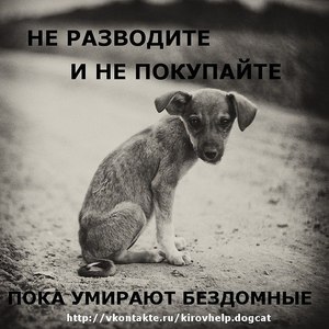 чтобы все бездомные животные обрели дом!!!