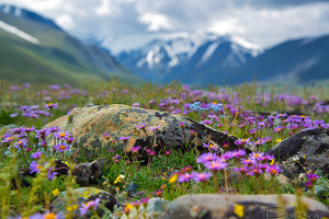 Горы цветущие ароматные