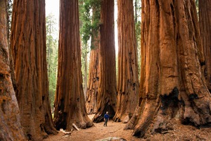 Sequoia National Park