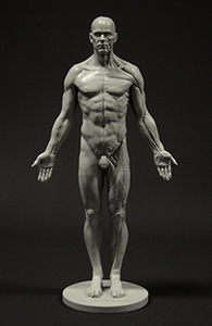 3dtotal's anatomical collection: male figure