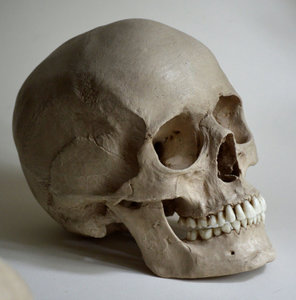 Male Human Skull Replica (но и настоящий подойдет)