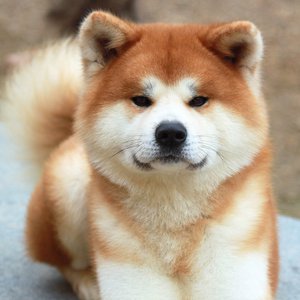 秋田犬 Akita inu